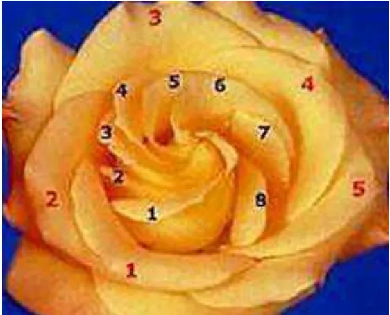 Figura 22  – Arranjo de pétalas de uma rosa  Fonte: http://www.goldennumber.net 