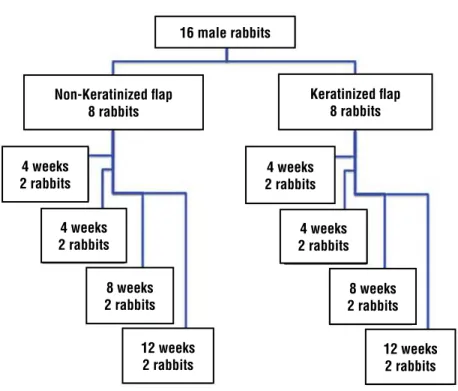 Figure 1 - Flowchart resuming the study protocol.