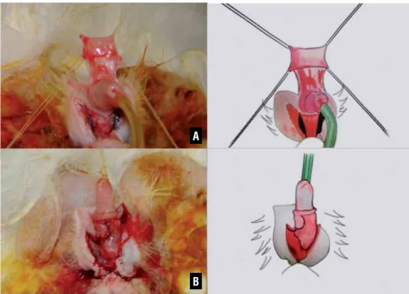Figure 3 - Internal transverse preputial flap (A) was rotated and anastomosed with 6.0 polydioxanone in an onlay fashion to  the urethral defect to cover the anterolateral aspect of the urethra (B).