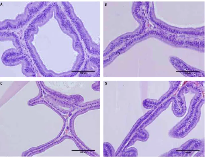 Figure 3 - Photomicrographs of the rat prostate ventral lobe group showing the epithelium height