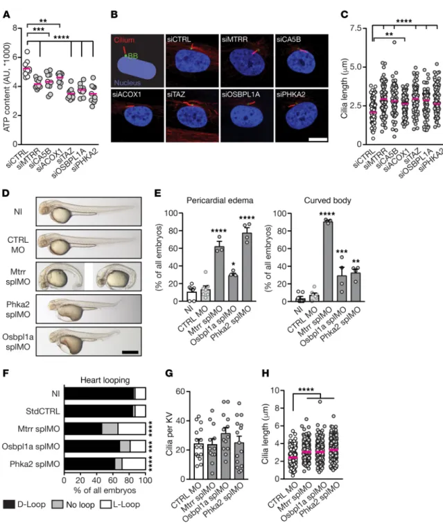 Figure 5. Cilia length and function defects upon loss-of-function of heterotaxy patient-derived genes