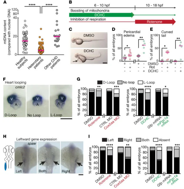 Figure 1. Mitochondrial content and function are associated with heterotaxy and laterality defects