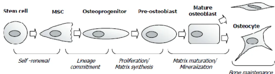 Figure  2.  Stages  of  osteoblasts  differentiation.  Osteoblasts  undergo  a  complex  differentiation  process  that  essentially  comprises:  cell  proliferation,  matrix  maturation  and  matrix  mineralization