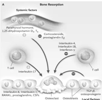 Figure 5. Regulation of Bone Resorption. Both systemic factors and locally acting factors induce  the formation and activity of osteoclasts