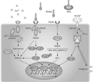 Figure 6. Signaling pathways involved on osteoclastogenic differentiation. Binding of RANKL  to its receptor RANK induces various intracellular signaling cascades, such as MAPK (JNK, ERK,  MAPK  14)  and  NF-κB