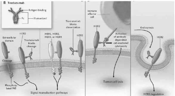 Figure  10.  Potencial  mechanisms  of  action  of  transtuzumab.  Cleavage  of  the  extracellular  domain  of  HER2  leaves  a  membrane-bound  phosphorylated  p95,  which  can  activate   signal-transduction  pathways
