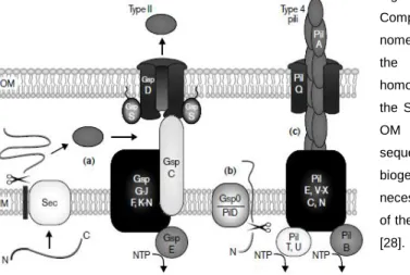 Fig  1-  Models  for  type  II  secretion  and  type  4  pilus  biogenesis. 