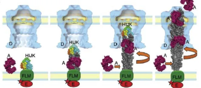 Fig 2- Models for the Archimedes’ screw. The minor pseudopilin complex HIJK binds to the inner membrane complex to initiate the  PilA assembly