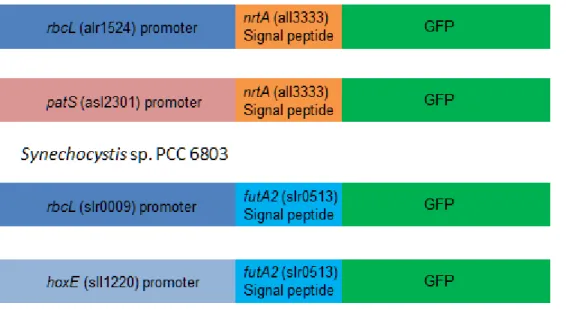 Fig 3 – Scheme of the four constructs cloned in the pRL25C plasmid.  