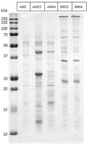 Fig 5- SDS-PAGE separation of the exoproteome samples. First lane is the molecular marker, the lanes two to six are  Anabaena sp