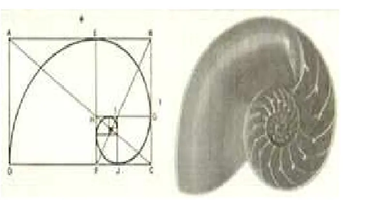 Figura 2.5: Nautilus . Fonte: Wikip´edia