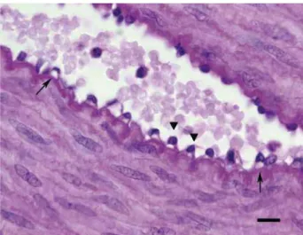 Figure 3 - Immunostaining of the smooth muscle in the tunica  media of the DAP of rabbits from the control group