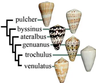 Figure 2. Relationship of species in Kalloconus. Most of the species are approximately the same size  (ca