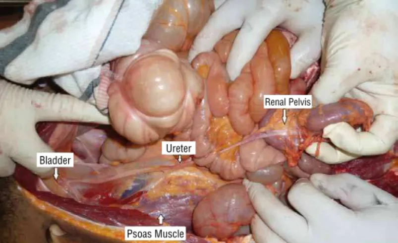 Figure 2 - Kidney, ureter and bladder cuff.