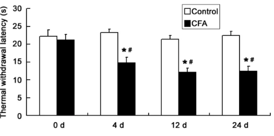 Figure 2 - Thermal withdrawal latency (s) in two groups.