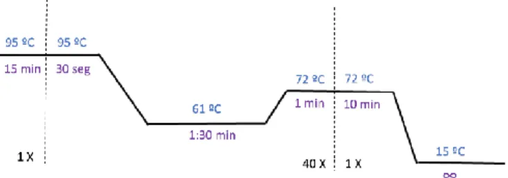 Figure  8.  Thermocycler  conditions  applied  in  the  multiplex  PCR. Determined  upon  protocol  optimization using the QUIAGEN multiplex kit (USA)