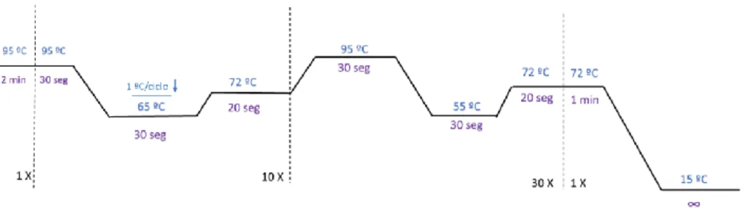 Table 3 - Primers Forward and Reverse utilized in the PCR reactions.  