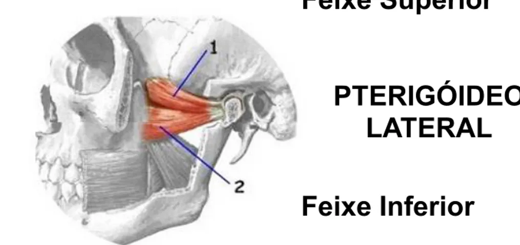 Figura 3: Imagen representativa do pterigóideo lateral. Gentilmente cedida pelo Prof. Paulo  Fernandes Retto