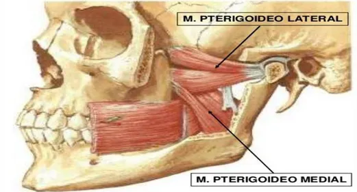 Figura 4: Imagem dos musculospterigoideos lateral ou externo e medial ou interno. Adaptadode(Netter &amp; 