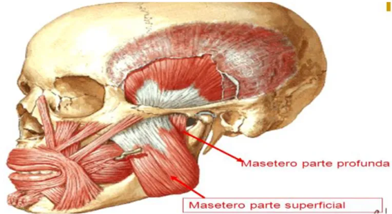 Figura 5: Músculos masséter superficial e profundo. Adaptado de(Netter &amp; Hansen, 2003)