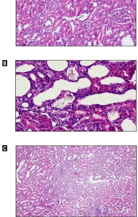 Figure 5 - Representative microscopic examination under light microscope of renal tissue.