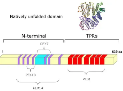 Figure 2: PEX5. Schematic presentation of the domain structure of human PEX5L and interaction sites for  known components of the peroxisomal import machinery