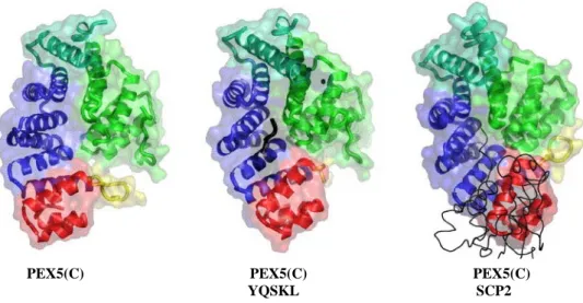 Figure 4: Structures of the C-terminal half of PEX5 (PEX5(C)). The structures were obtained in the  absence of a ligand (left, [123]) in the presence of the consensus PTS1 peptide YQSKL (Protein Data  Base accession number 1FCH) (central, [122]) or in the 