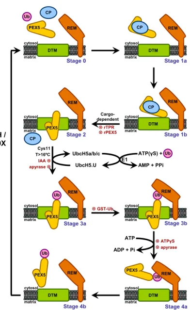 Figure 6: The PEX5-mediated peroxisomal protein import pathway in mammals. The matrix protein  import pathway comprises five major steps (numbered 0-4)