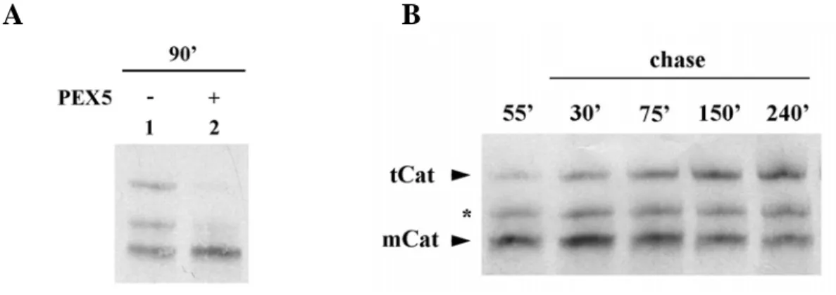 Figure 7:  35 S-catalase populations after in vitro synthesis. A) Human catalase was synthesized in vitro  in a rabbit reticulocyte lysate for 90 min at 30 ºC in the absence or presence of 1 μM human PEX5, as  indicated, and analyzed by native-PAGE/autorad