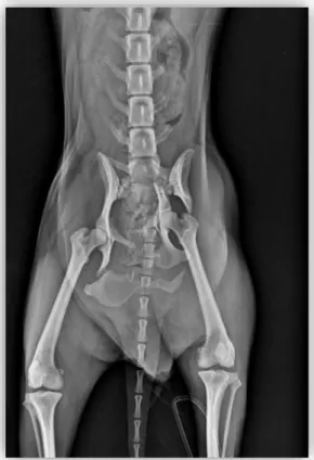 Figura  12  -  Imagem  radiográfica  de  resolução  de  fratura  coxal  mediante  colocação  de  placa  e  parafusos  ósseos  na  região  do  ílio,  em canídeo