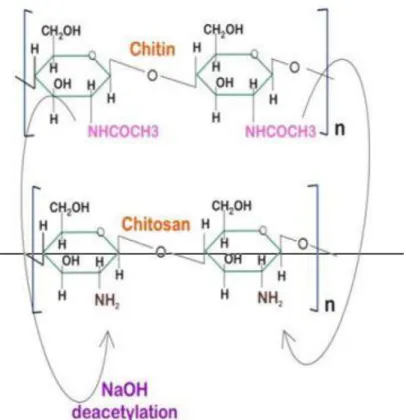 Fig 1 – Deacetylation of chitin into chitosan[17] 