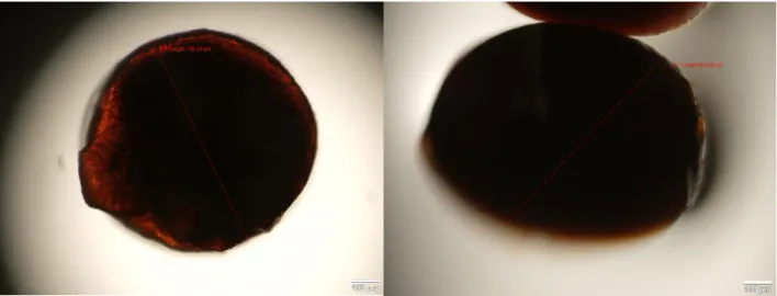 Fig 5 - Microsphere images from optic microscope. Image from the right is from control experiment (1)  and image in the left is from height experiment (4) (scale: 100 µm) 