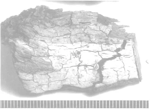 Fig. 5. Ochrolechia azorica (part of  holotype). Scale in mm. 