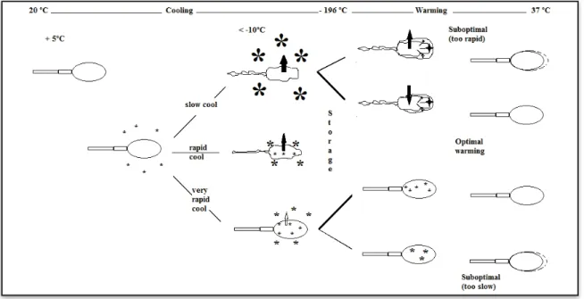 Figure 1.1: Putative changes in sperm and extender during freezing and thawing. The effects of various cooling 