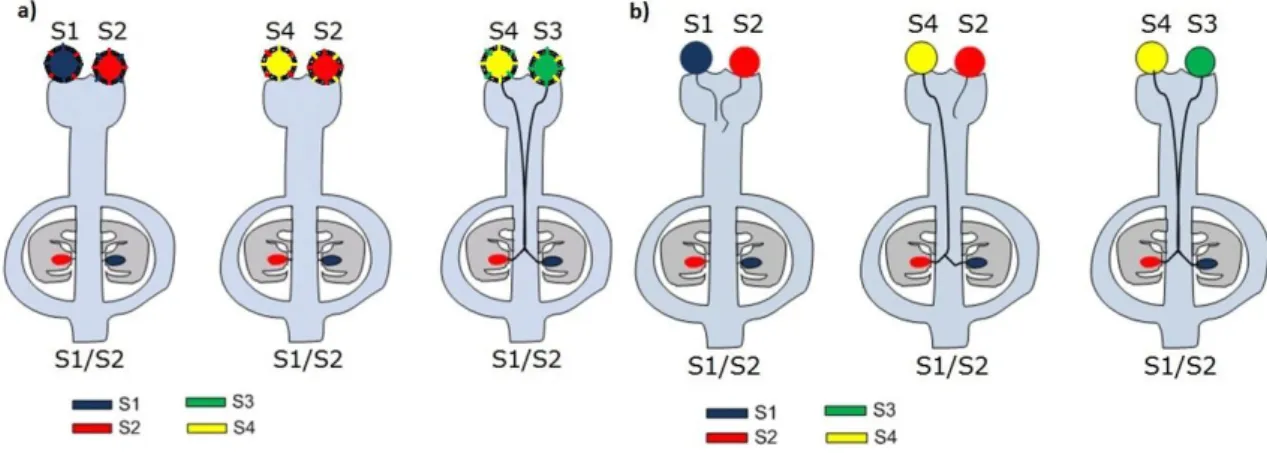 Figure 1-2: Different types of homomorphic self-incompatibility. 