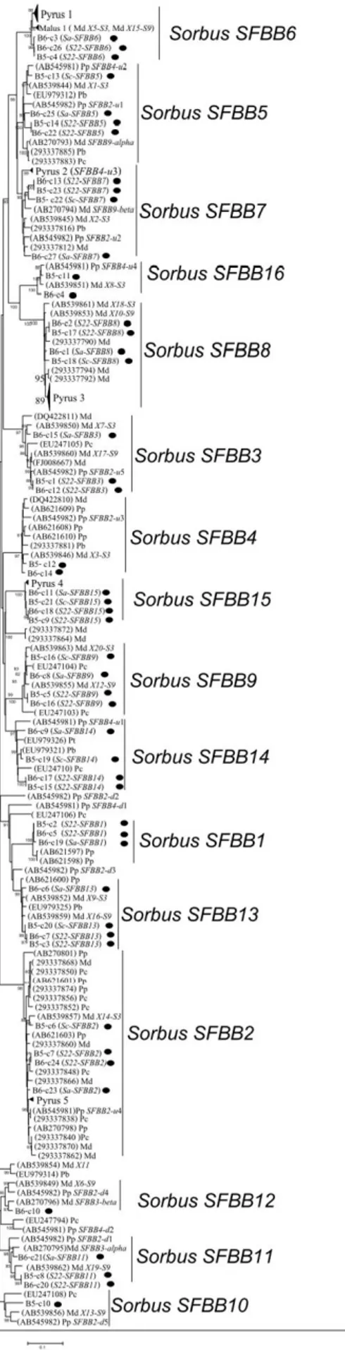 Figure 2-1: Maximum parsimony tree showing the relationship of the Pyrinae SFBB genes