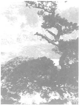 Fig.  2.  Mid  slopes  of  Caldeira  do Faial  with  Juniperus brevifolia  in  foreground
