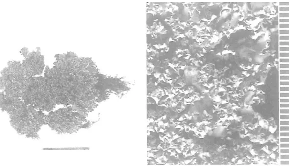 Fig.  4. Peltigera dissecta  (holotype).  a)  Upper surface. b) Close-up of lobules. Scales  in  mm