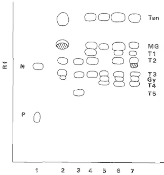 Fig.  5.  Chromatogram  of  species  of  Pelfigera  and  controls  in  solvent  'G'  (WHITE  &amp;  JWS  1985)