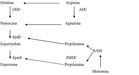 Figura  4.    Síntese  de  poliaminas.  Adaptado  de  GLÓRIA  (2005).  ODC  =  ornitina  descarboxilase;  ADC  =  Arginina  descarboxilase;  SpmS  =  espermina  sintase;  SpdS  =  espermidina  sintase;  SAMDC  =  S-adenosilmetionina  descarboxilase; SAMD =