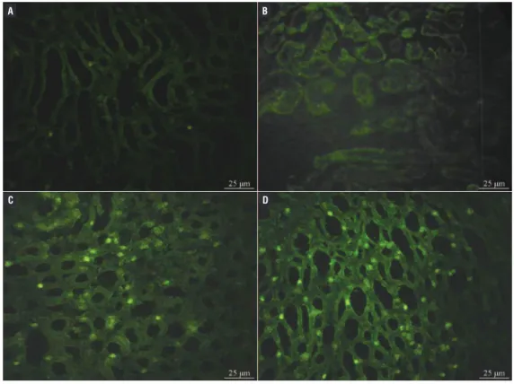Figure 3 - Green fluorescent protein-marked expression of UC-MSCs in the renal tissue (400x).
