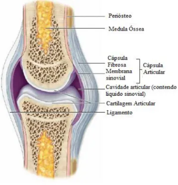 Figura 1- Representação esquemática de uma articulação sinovial.  Adaptado de Junqueira, 2016