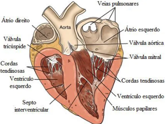 Figura 1: Ilustração do coração equino em corte longitudinal e respectivas estruturas anatómicas  (adaptado de Hodgson, 2014)