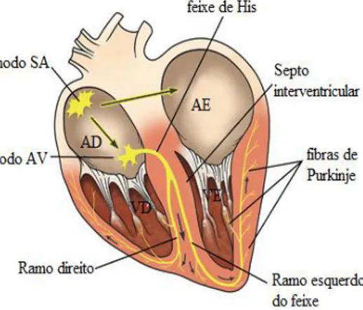 Figura 2: Ilustração do sistema de condução cardíaco em corte longitudinal. AD: átrio direito; AE: 