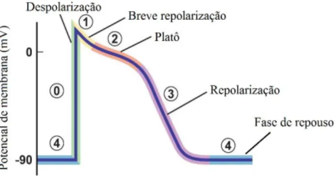 Figura 3: Diagrama de representação das fases do potencial de acção das células do miocárdio  ventricular (adaptado de Hodgson, 2014)