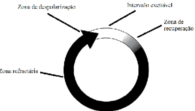 Figura 6: Representação do círculo de re-entrada. Depois da passagem da onda de  despolarização (ponta da seta), o tecido do miocárdio entra na fase refractária (zona preta)