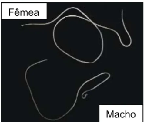 Figura 1 – Dirofilaria immitis: fêmea e macho adultos (adaptado de: Manfredi et al., 2007) 