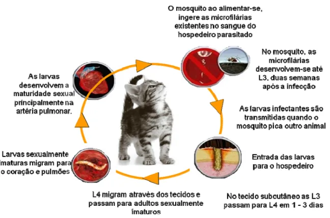 Figura 2 – Ciclo biológico do parasita (adaptado de: 