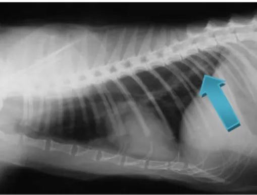 Figura 4 – Radiografia torácica de um gato com Dirofilariose, com alteração do parênquima  pulmonar (lobos pulmonares caudais) (seta) (adaptado de Venco, 2007) 