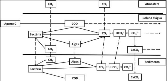 Figura 4: Possíveis rotas de transporte e transformação do carbono em ambientes aquáticos 